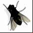 Fly on Desktop
