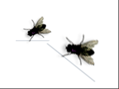 Fly on Desktop - main-screen
