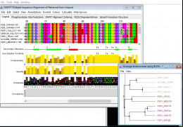 Jalview screenshot 1