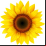 VideoPsalm